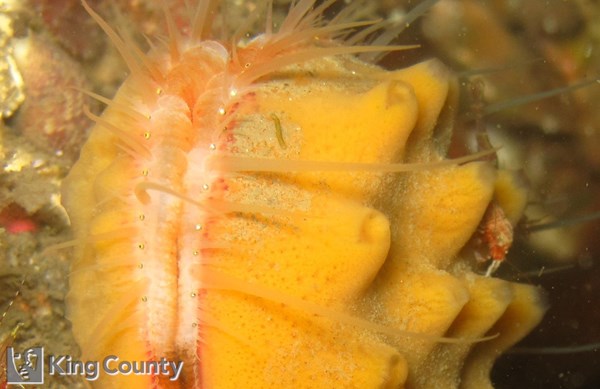 Photo of Chlamys hastata